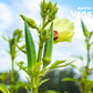 Okra 0.5 lb