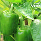 Peaman (Japanese Green Pepper) 5-6pc