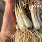 Unsorted RAKKYO, Scallion for pickles 1 bunch