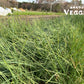 Unsorted RAKKYO, Scallion for pickles 1 bunch