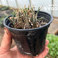 RAKKYO Scallion Seedlings 1 pot