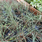 RAKKYO Scallion Seedlings 1 pot