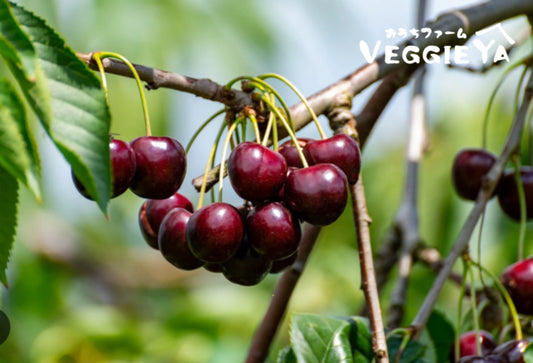 Dark Red Sweet Cherry 1 LB