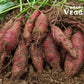 Organic Japanese Sweet Potato Approx 1.5 LB