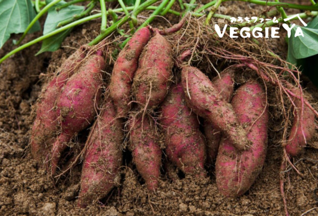 Organic Japanese Sweet Potato Approx 1.5 LB