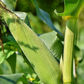Bi-color Super Sweet Corn 4 pc