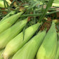 Bi-color Super Sweet Corn 4 pc