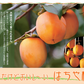 Hachiya Persimmon 1 piece