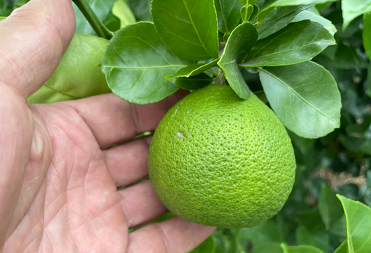 Suzuki Farm kabosu 1pc