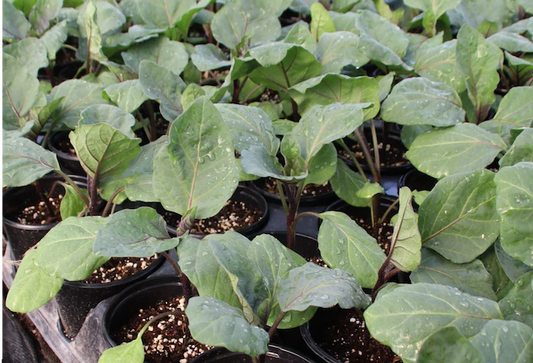 Suzuki Farm KAMO Eggplant Seedlings 1 pot