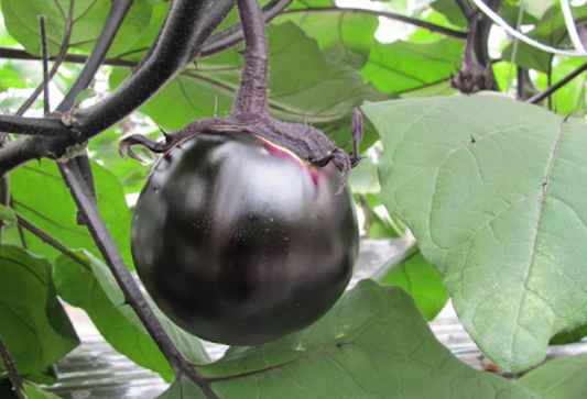 Suzuki Farm KAMO Eggplant 2 pc