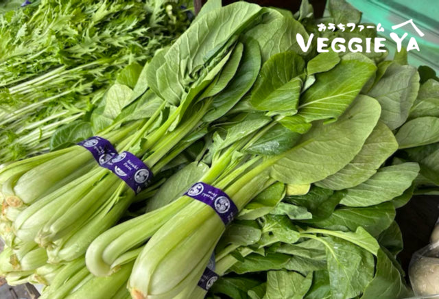 All Products – VEGGIE YA