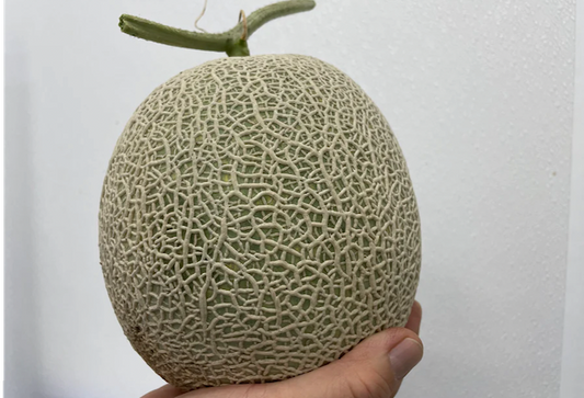Musk Melon 1 pc 3.5 LB (Extra Fancy)