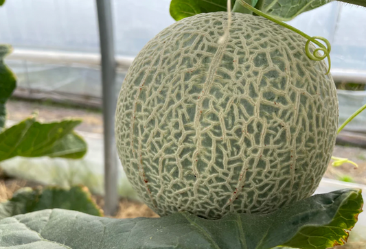 Musk Melon 1 pc 3 LB (Fancy)