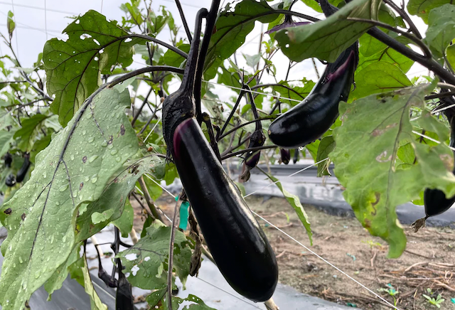 Suzuki Farm NASU Eggplant Seedlings 1 pot