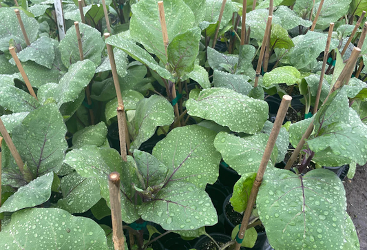 Suzuki Farm NASU Eggplant Seedlings 1 pot