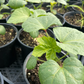 Suzuki Farm Okra Seedlings 1 Pot
