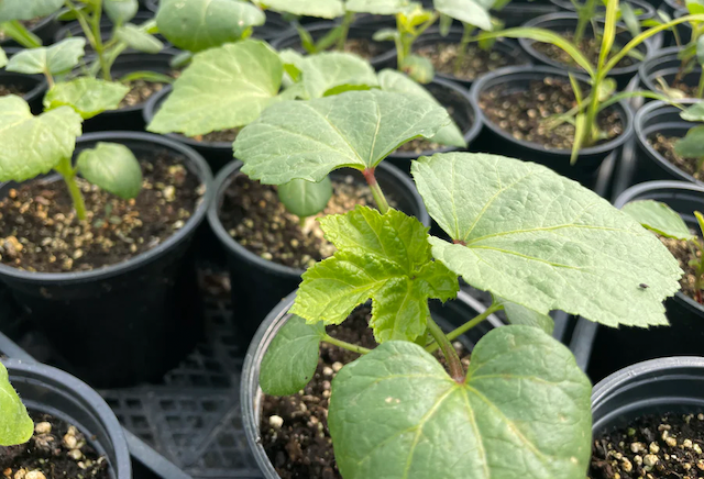 Suzuki Farm Okra Seedlings 1 Pot