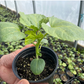 Suzuki Farm Okra Seedlings 1 Pot