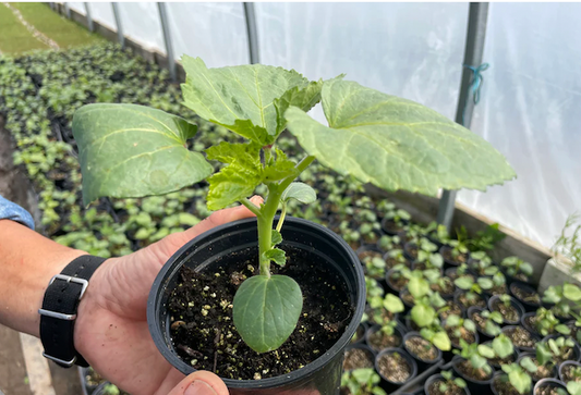 Suzuki Farm Okra Seedlings 1 Pot