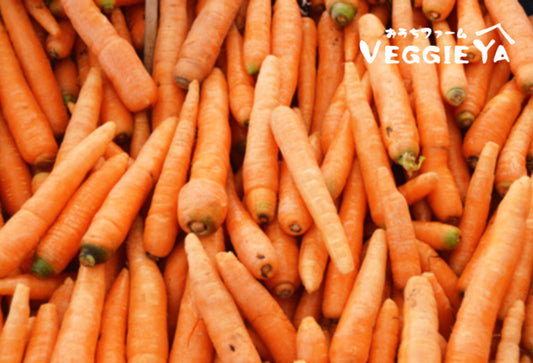 Norwich Meadows Farm Orange Carrots 1 LB (Organic)