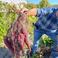 Suzuki Farm Satsumaimo Sweet Potato 5 LB