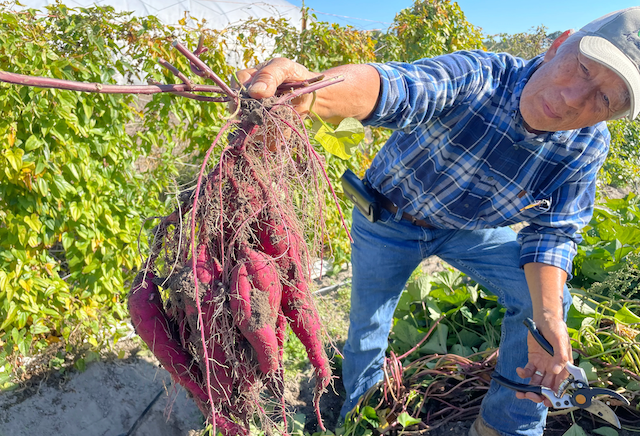 Suzuki Farm Satsumaimo Sweet Potato 5 LB