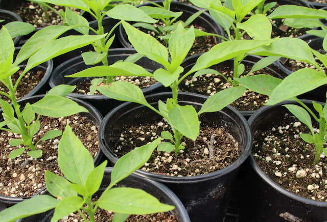 Suzuki Farm SHISHITO Pepper Seedlings 1 pot