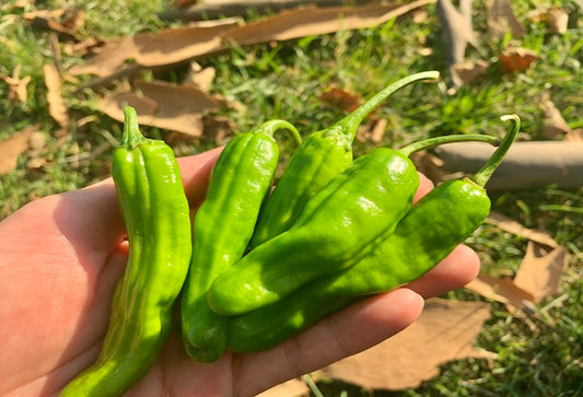 Shishito Pepper 0.5 lb