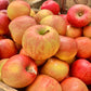 Samascott Orchards Fuji Apple 2lb