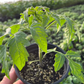Suzuki Farm Momotaro Tomato Seedlings 1 pot
