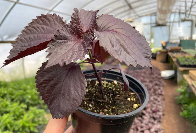 Suzuki Farm Red Shiso Seedlings 1 pot