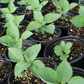 Ohba Seedlings 1 pot