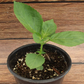 Ohba Seedlings 1 pot