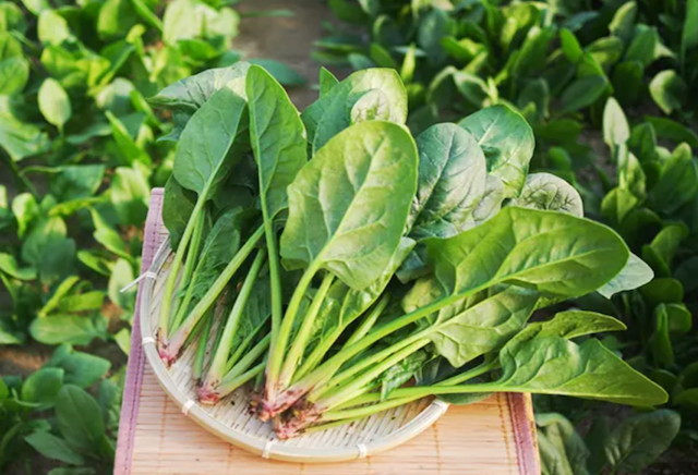 Suzuki Farm Spinach 1 bunch